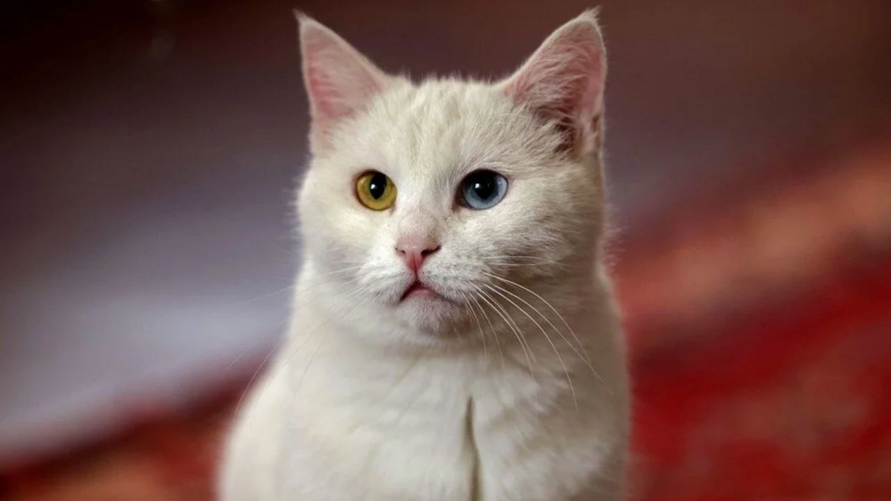 Kıbrısta Ölümcül Kedi Virüsü Tüm Kedi Sahipleri Tetikte