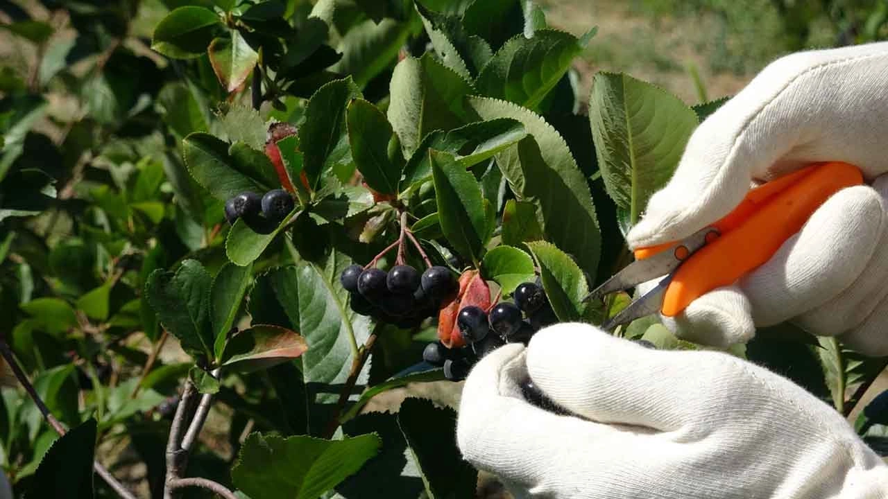 kilosu 250 tlden satılıyor