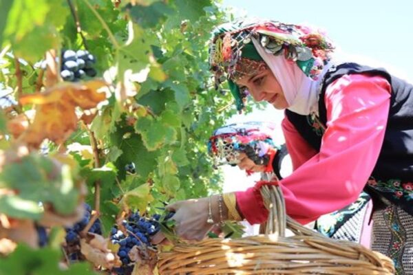 Kırklareli’nde Geleneksel Kızılcıkdere Bağ Bozumu Şenlikleri Başladı