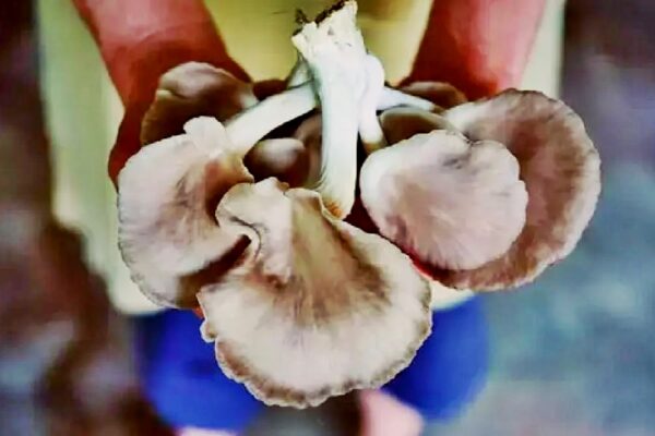 Kırmızı Ete Sağlıklı Alternatif: İstiridye Mantarı