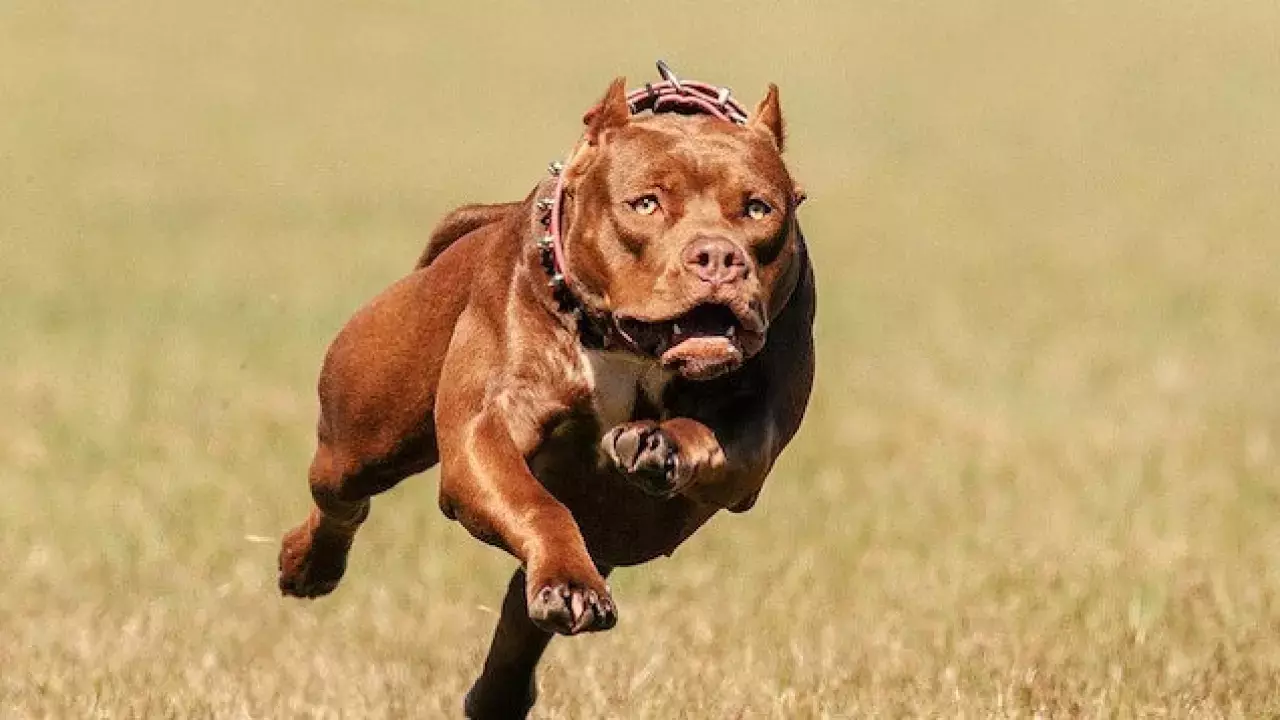 köpek saldırısı hastanelik etti