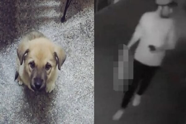 Köpek Yavrusunu Eziyet Ederek Öldüren Sanığın Cezası Belli Oldu