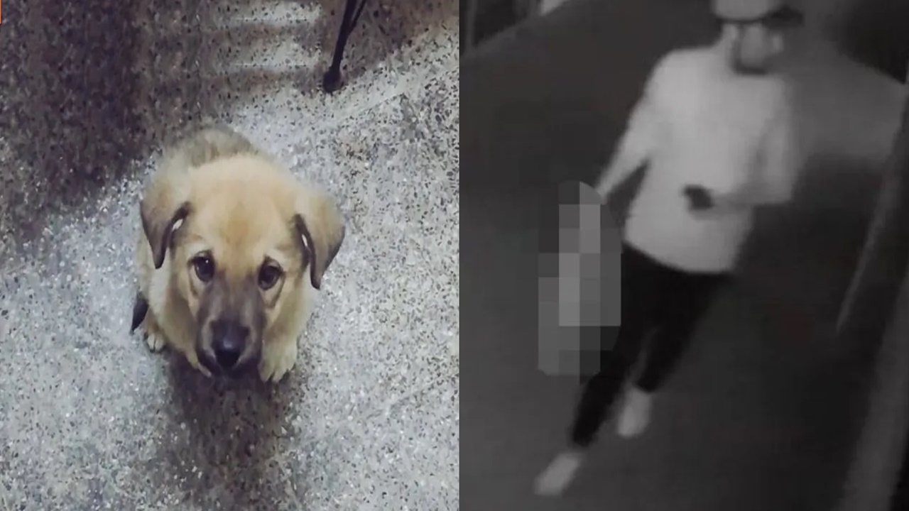 köpek yavrusunu eziyet ederek Öldüren sanığın cezası belli oldu