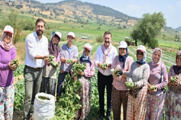 Kornişon üreticilerinde hasat sevinci