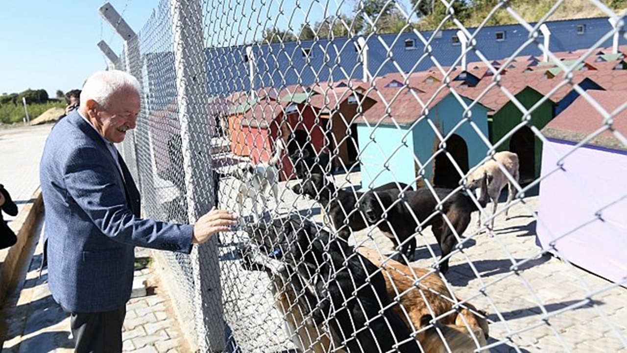 lapseki belediye başkanı eyüp yılmaz sahipsiz hayvanlar İçin ormanlık alan tahsis etti