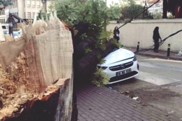 Lodos Ağaç Ve Elektrik Direğini Araçların Üzerine Devirdi