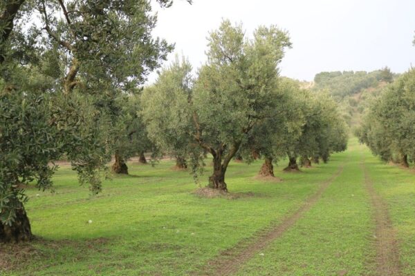 Marmarabirlik Kampanya Döneminde 2 Milyar 823 Milyon Liralık Ürün Aldı
