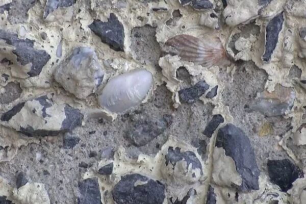 Midye Kabuklarının Ortaya Çıktığı Maltepe Köprüsü’nden Karot Örneği Alındı