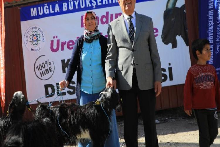 muğla kıl keçisi takviyesini sürdürüyor
