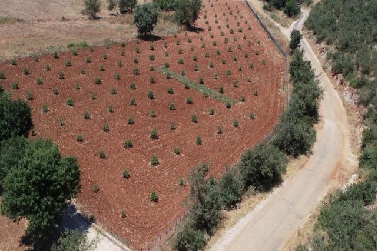 muğlada 230 bine yakın ağaç toprakla buluştu