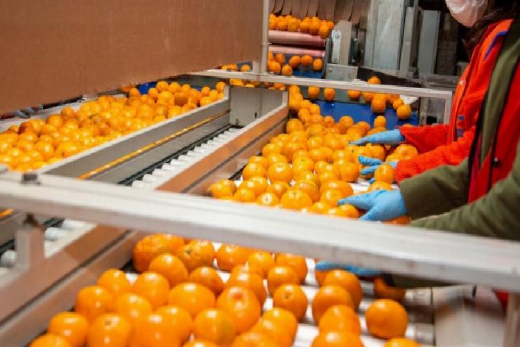 narenciyede amaç ihracat 1 milyar dolar