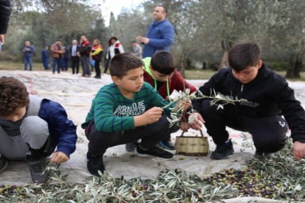 Öğrencilere Zeytin Hasadı Ve Yağ Üretimi Uygulamalı Eğitim Veriliyor