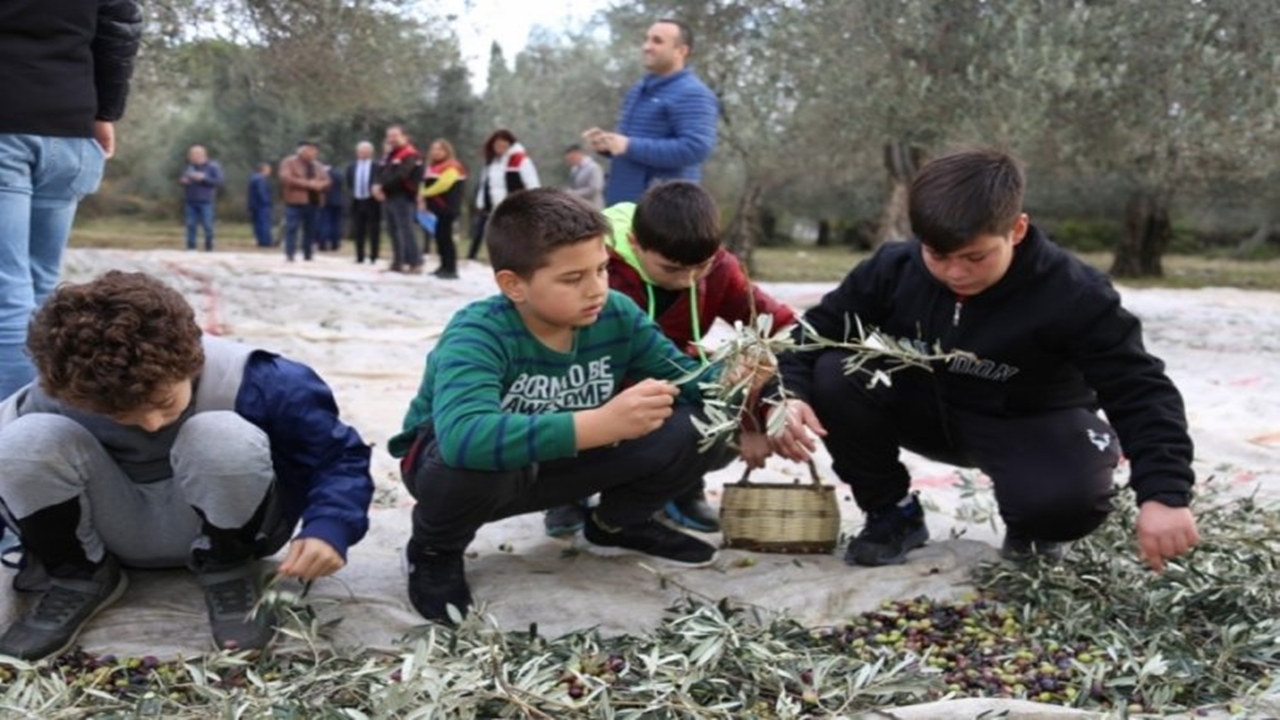 Öğrencilere zeytin hasadı ve yağ Üretimi uygulamalı eğitim veriliyor