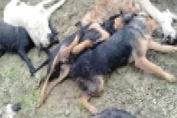 Ölü Ve Yaralı Bulunan Köpeklerle İlgili Soruşturmada 4 Kişi Gözaltına Alındı