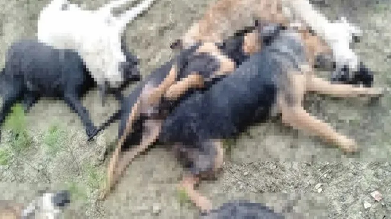 Ölü ve yaralı bulunan köpeklerle İlgili soruşturmada 4 kişi gözaltına alındı