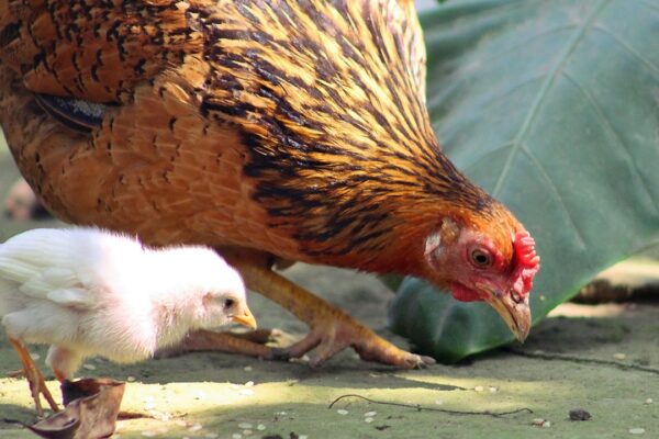 “Paçalı Gezgin” Adını Verdiği Tavuğu Yanından Ayırmıyor