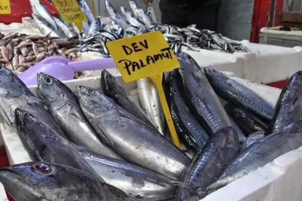 Palamut Sonunda Tezgahlarda