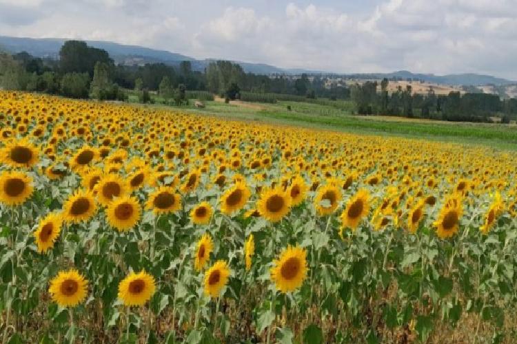 pazaryerinde üreticilerin umut kaynağı oldu