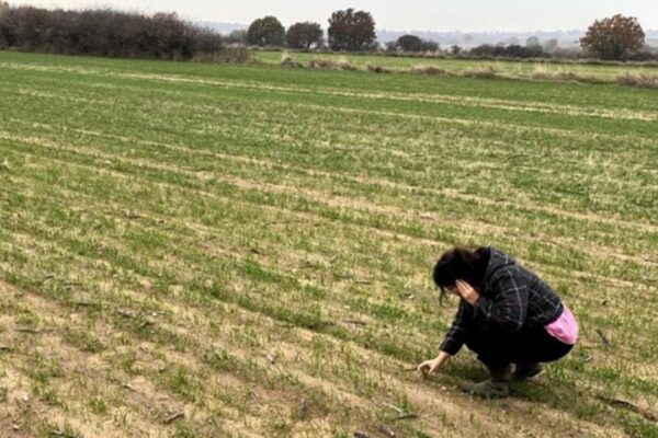 Pınarhisar’da Yerli Buğday Deneme Alanları Oluşturuldu