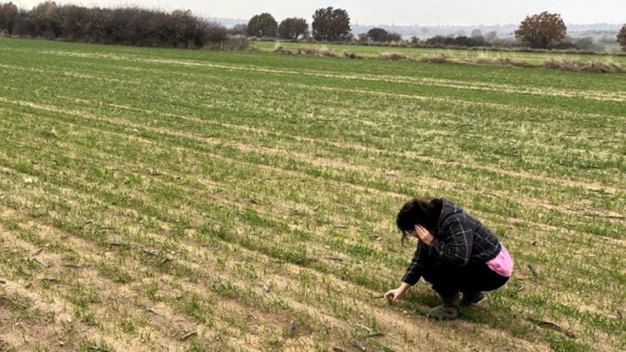 pınarhisarda yerli buğday deneme alanları oluşturuldu