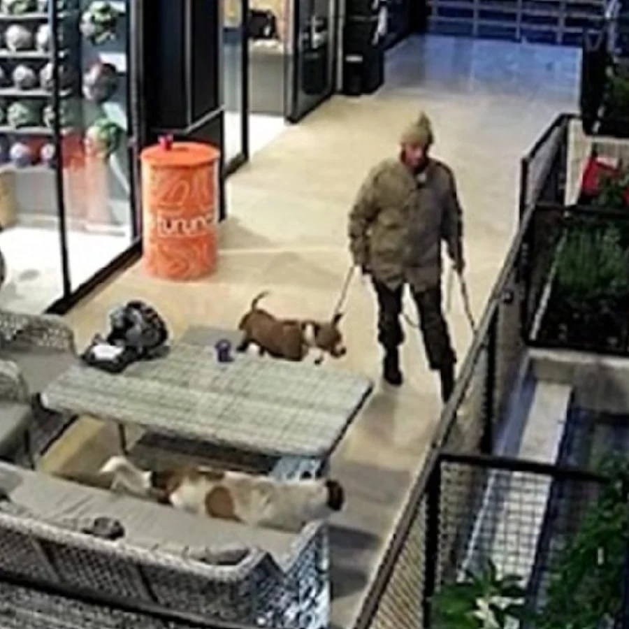 pitbull2.jpg