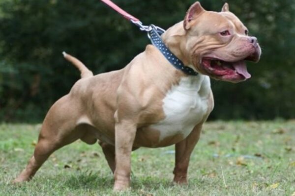 Pitbull Köpeğini Sokak Köpeklerinin Üzerine Salan Kişiye Tepki