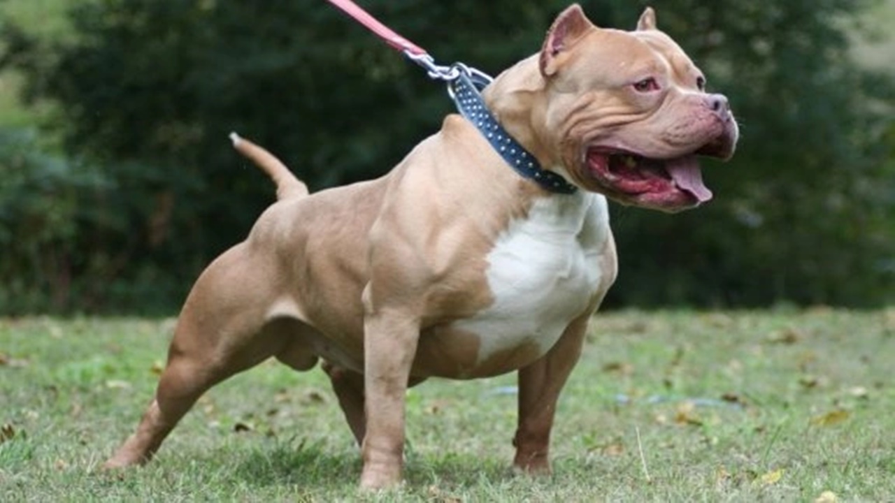 pitbull köpeğini sokak köpeklerinin Üzerine salan kişiye tepki