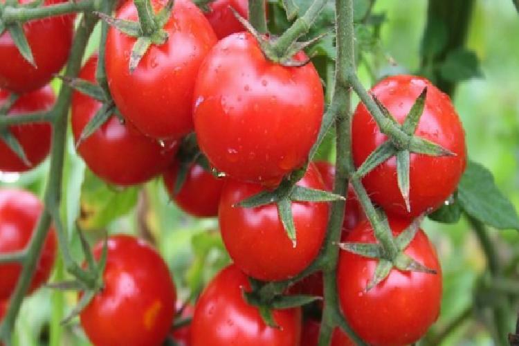 rusyaya domates ihracatında kota 500 bin tona çıktı