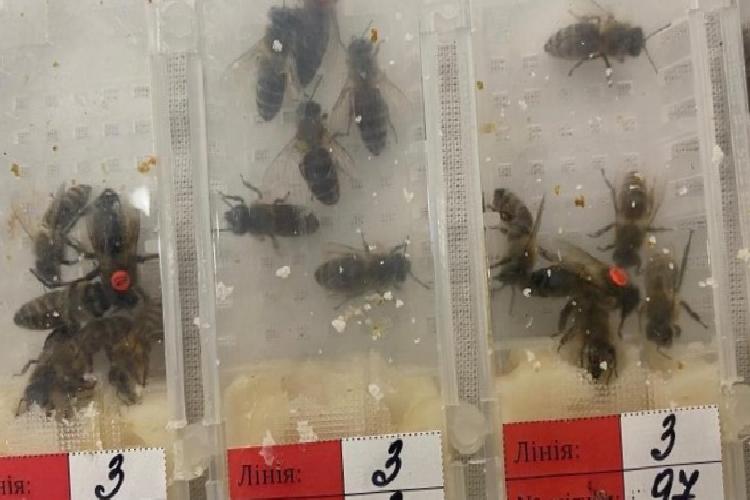 sabiha gökçende canlı arı avı