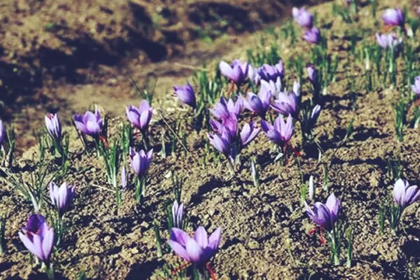 Safranın Hasat Zamanı Geçti: Fiyatı Artacak