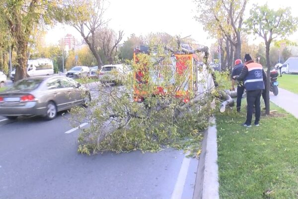 Sahil Yoluna Devrilen Ağaç Kaldırıldı