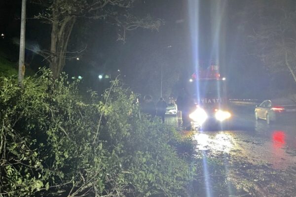 Sakarya’da Şiddetli Rüzgar Nedeniyle Yola Ağaç Devrildi