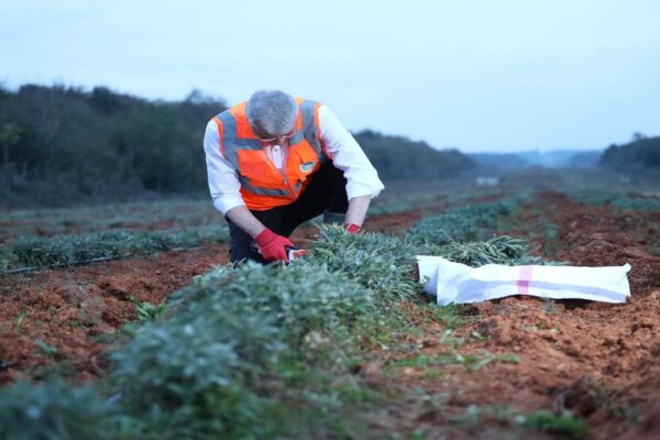 Sakarya’da Tarım Atılımı: Yüce’nin Liderliğinde 98 Bin Fide Dikildi