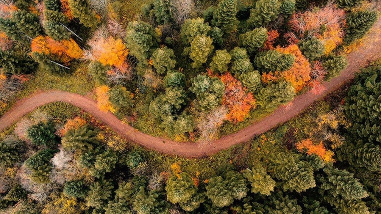 sakaryanın doğal güzelliği Çam dağında sonbaharın büyüsü