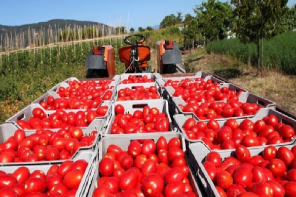 Salça ihracatındaki kısıtlama huzursuz ediyor… Kısıtlama kaldırılmalı!