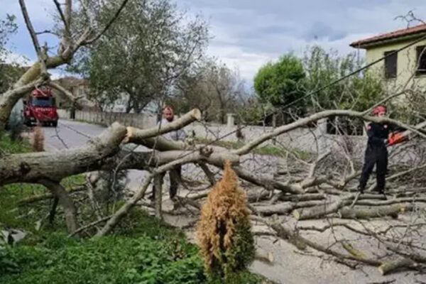 Şiddetli Rüzgar Nedeniyle Devrilen Ağaç Elektrik Hatlarını Kopardı