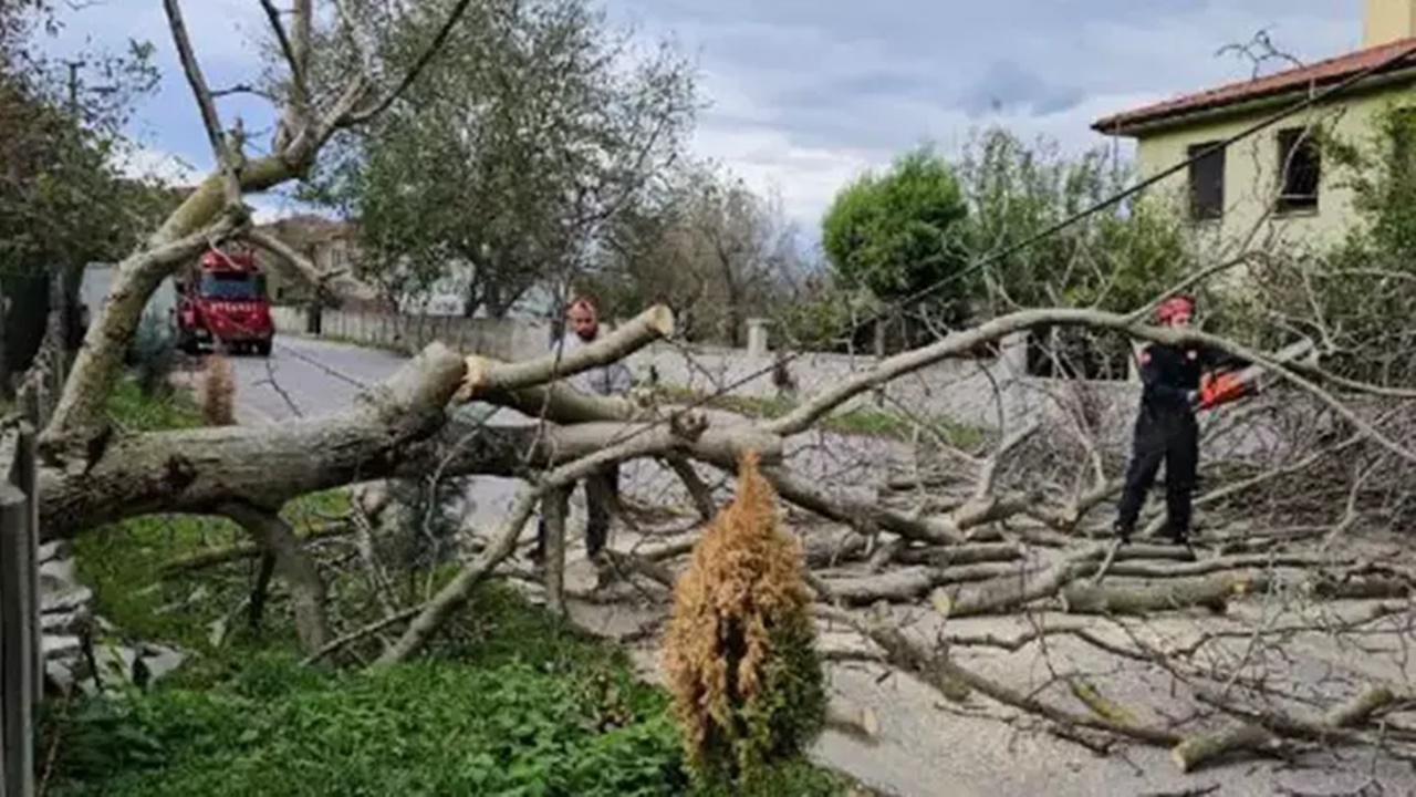 Şiddetli rüzgar nedeniyle devrilen ağaç elektrik hatlarını kopardı