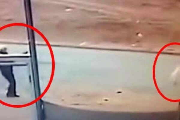 Sokak Köpeğini Öldüren Şahıs Gözaltına Alındı