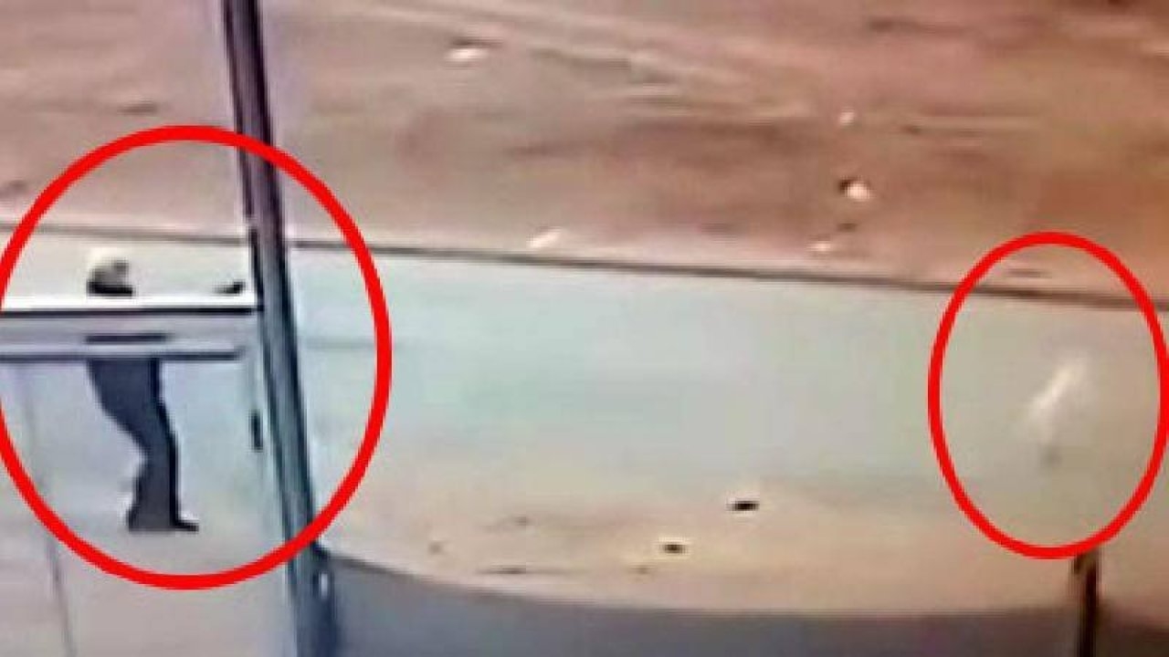 sokak köpeğini Öldüren Şahıs gözaltına alındı