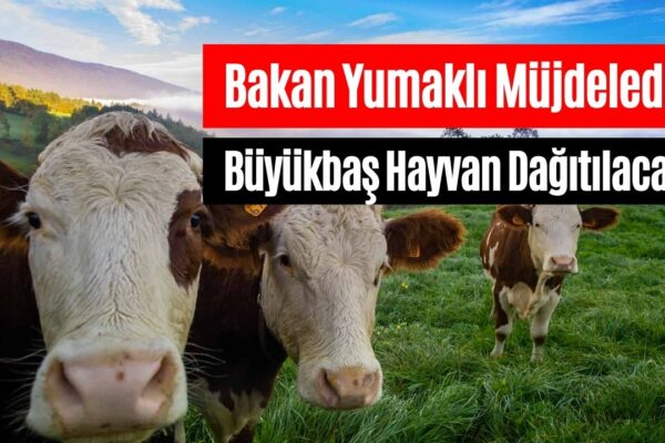 Tarım Bakanı Yumaklı Büyükbaş Hayvan Dağıtımının Başladığını Duyurdu!