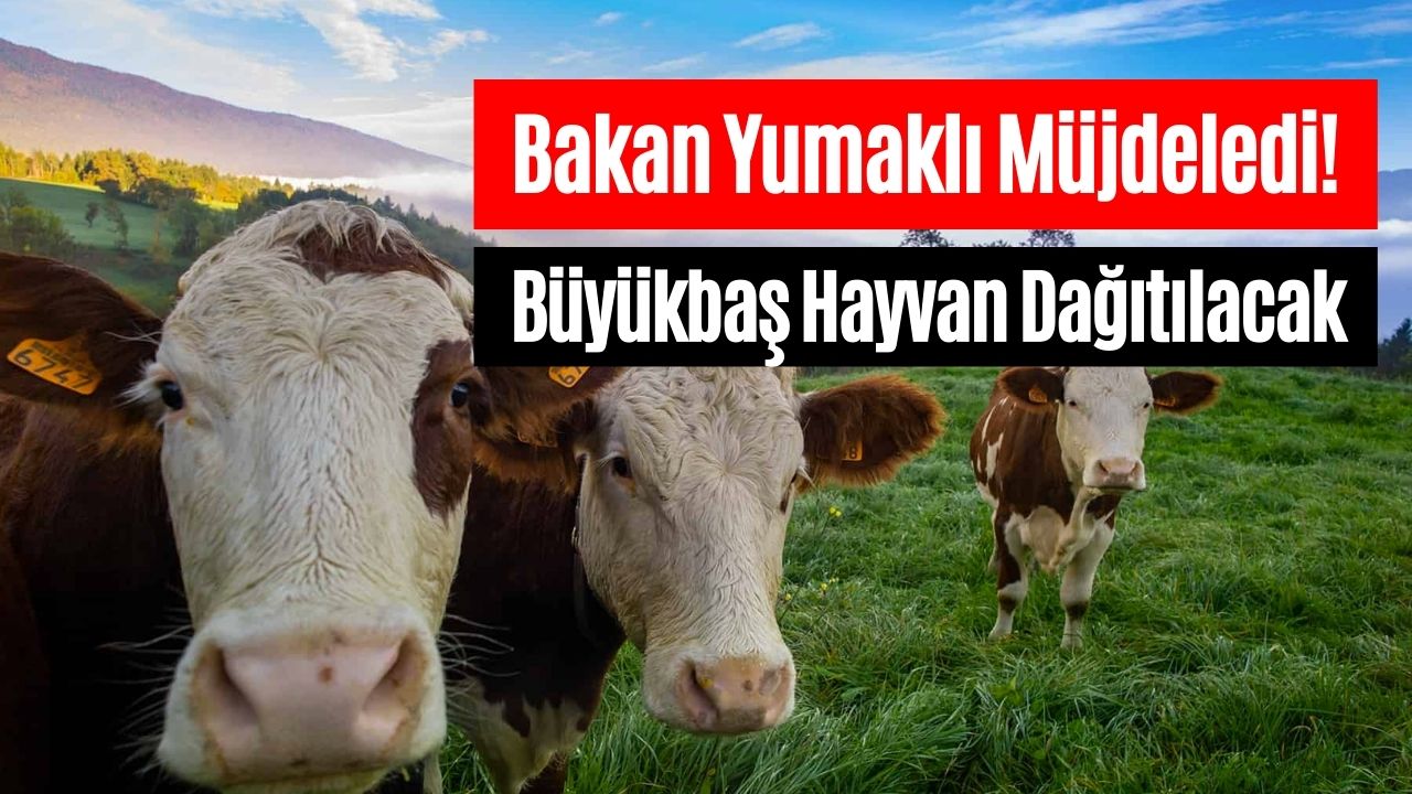 tarım bakanı yumaklı büyükbaş hayvan dağıtımının başladığını duyurdu