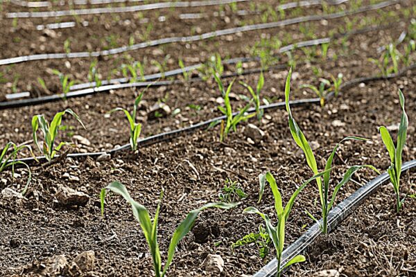 Tekirdağ Çiftçileri Damla Sulama Su Tasarrufu Sağlıyor