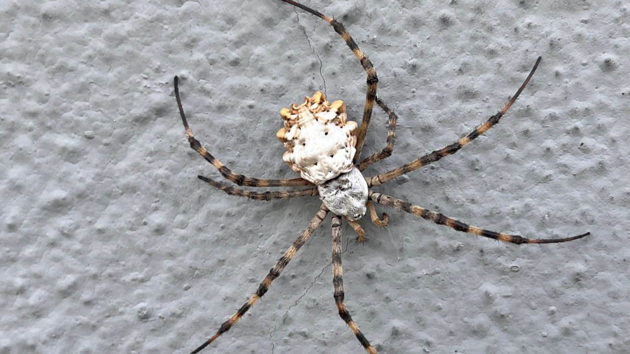 tekirdağda argiope lobata türü Örümcek gözlendi