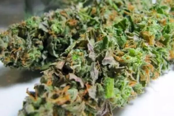 Tekirdağ’da Bir Otomobilde 730 Gram Skunk Bulundu