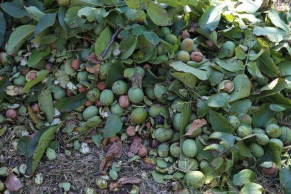 Tekirdağ’da Bu Yıl 3,500 Ton Ceviz Rekoltesi Bekleniyor
