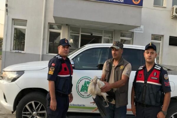 Tekirdağ’da yaralı halde bulunan leylek tedavi ediliyor