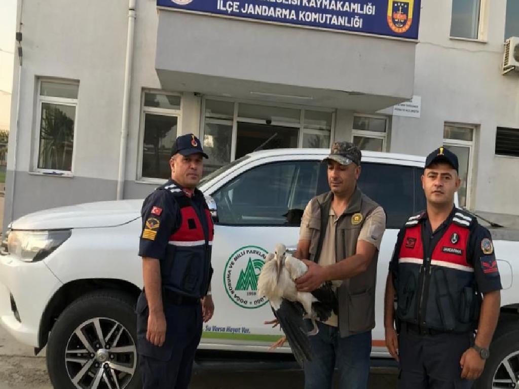 tekirdağda yaralı halde bulunan leylek tedavi ediliyor