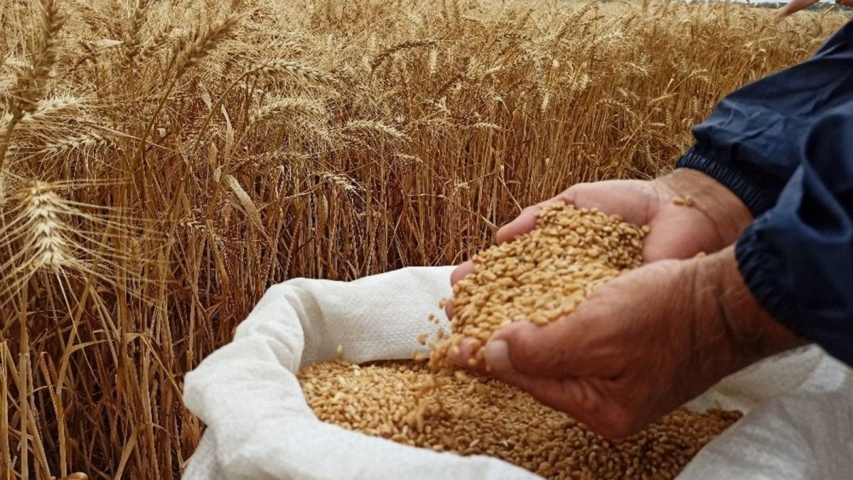 tobb dan Çiftçiye müjdeli haber buğday ve arpaya zam geliyor