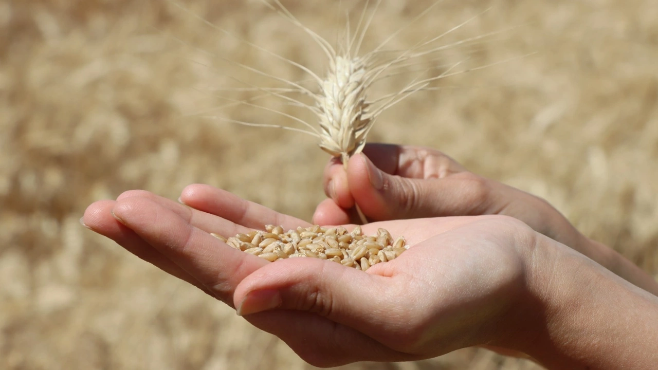 TOBB’dan Çiftçiyi Sevindiren Müjde Geldi! Güncel TOBB Buğday Ve Arpa Fiyatları Artıyor