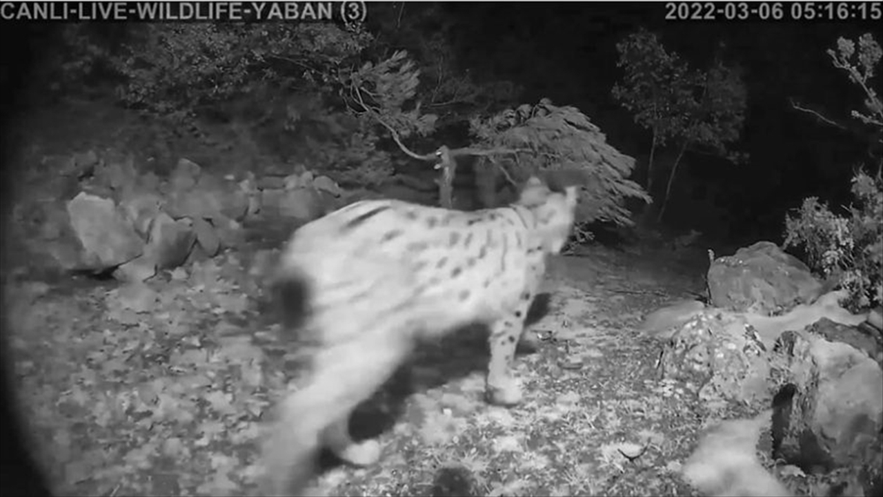 tokatta vaşak fotokapan İle görüntülendi